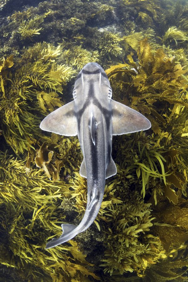Shark in kelp thumbnail
