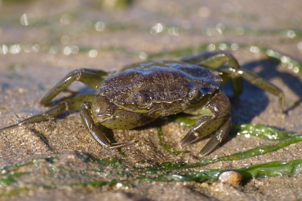A european green crab, a small dark green crustacean, on damp beach sand with kelp