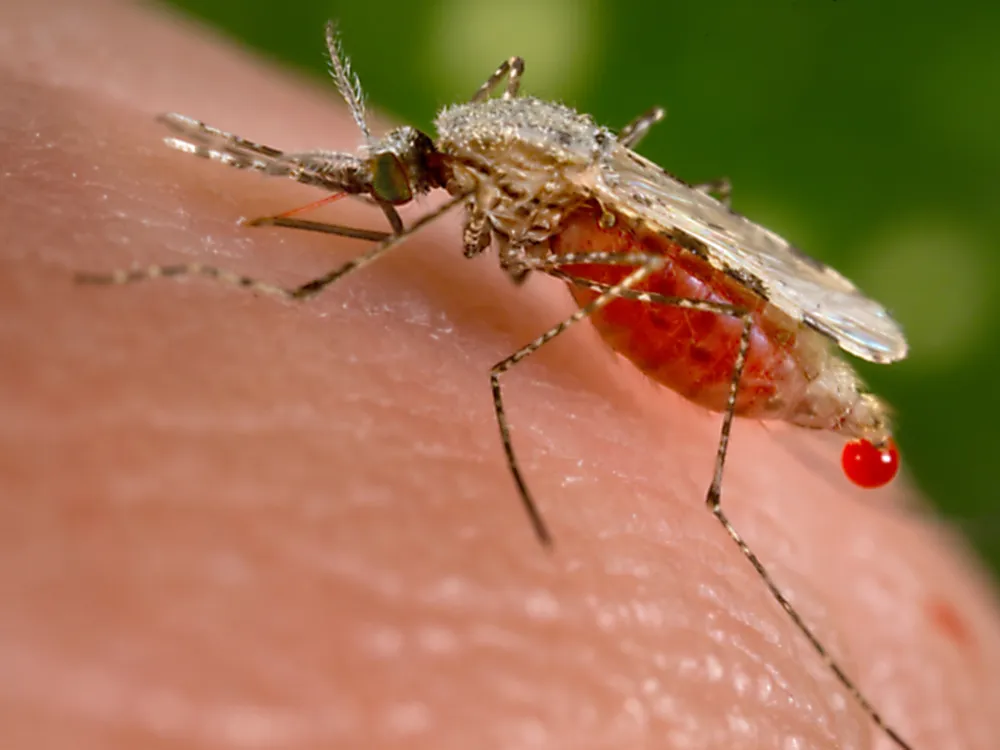 A close-up view of a mosquito biting a human with a droplet of blood emerging from the mosquito's abdomen.