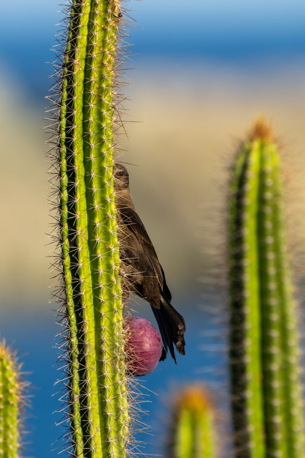 Carib grackle peeks around cactus thumbnail