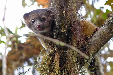 An olinguito in Tandayapa, Ecuador