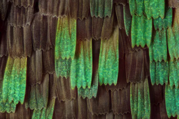 Wing scales of a butterfly thumbnail