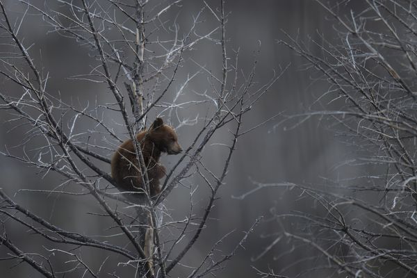 A black bear cub in a tree thumbnail