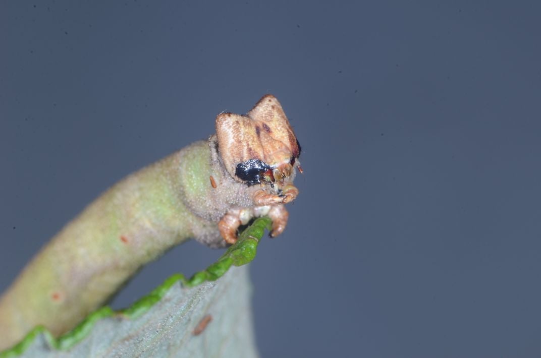 These Caterpillars Can Detect Color Using Their Skin, Not Their Eyes