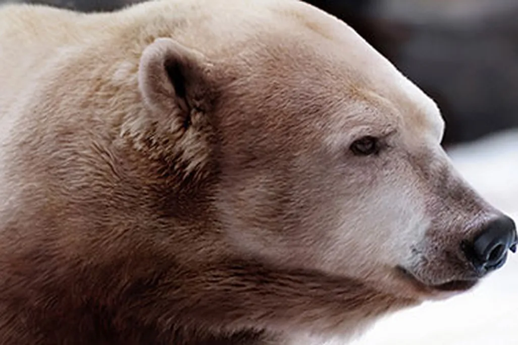 Artist Nickolay Lamm’s depiction of a polar-grizzly hybrid