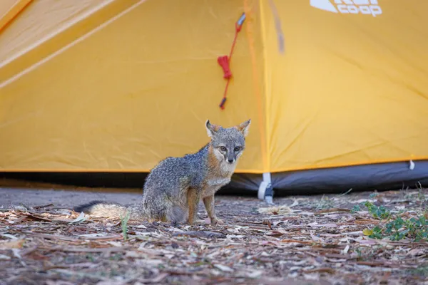 A Channel Islands Fox in front of a camping tent. thumbnail