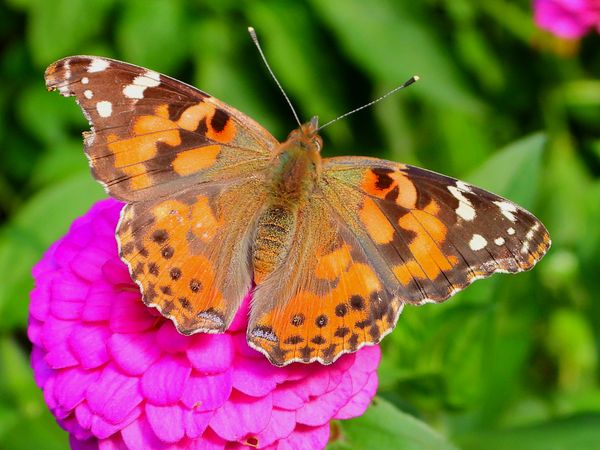 Painted Lady Butterfly with Torn Wing thumbnail