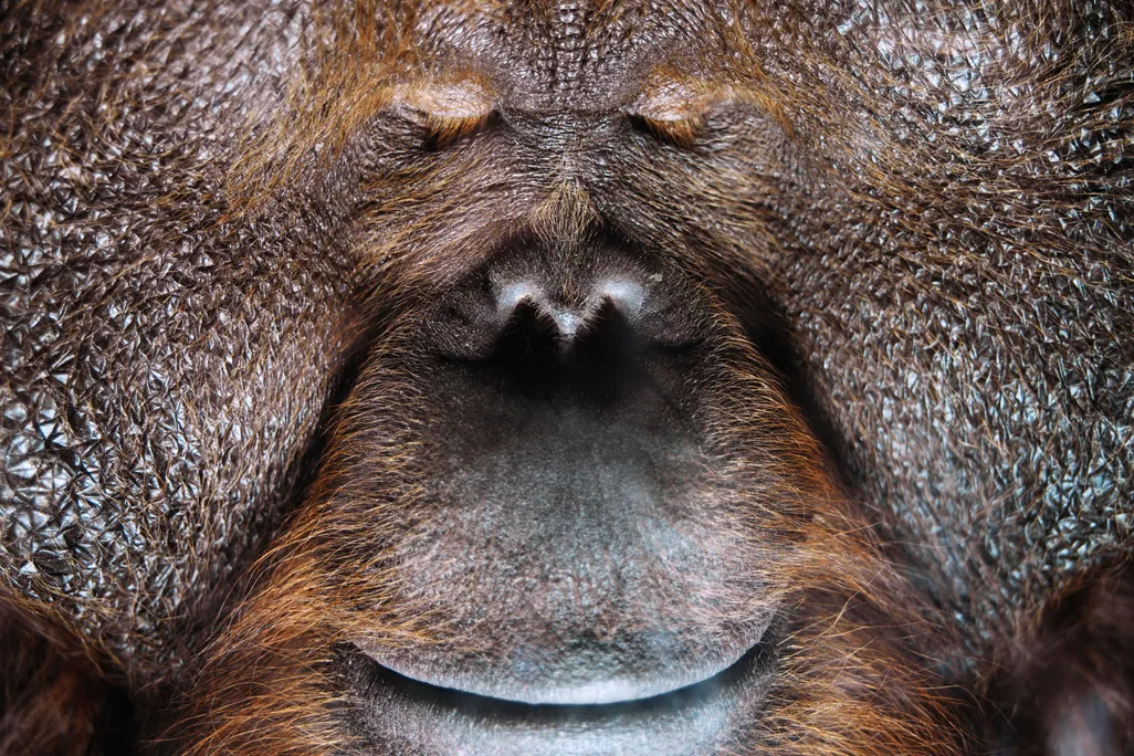 Borneo orangutan