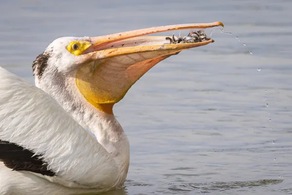 An American white pelican flips his dinner menu of shiner fish into his bill thumbnail