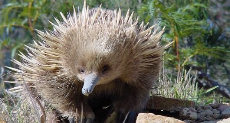 A young echidna in Coles Bay, Australia