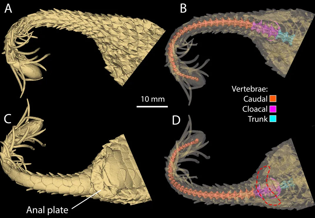 external and internal views of the snake's tail