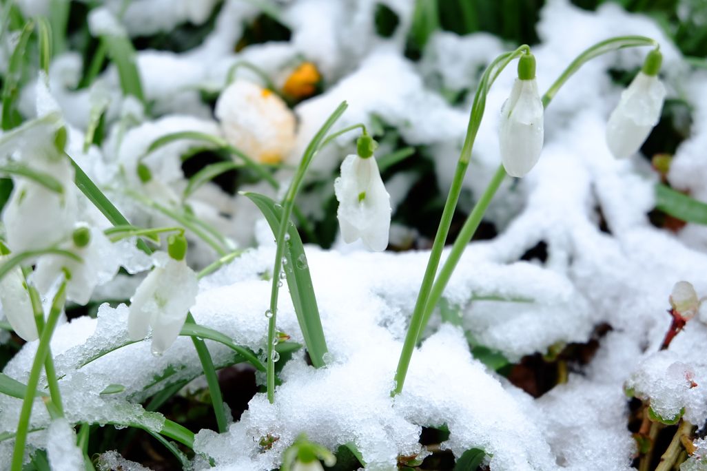 flowers in snow