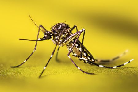 Aedes aegypti can carry Zika, dengue, chikungunya and other viruses.