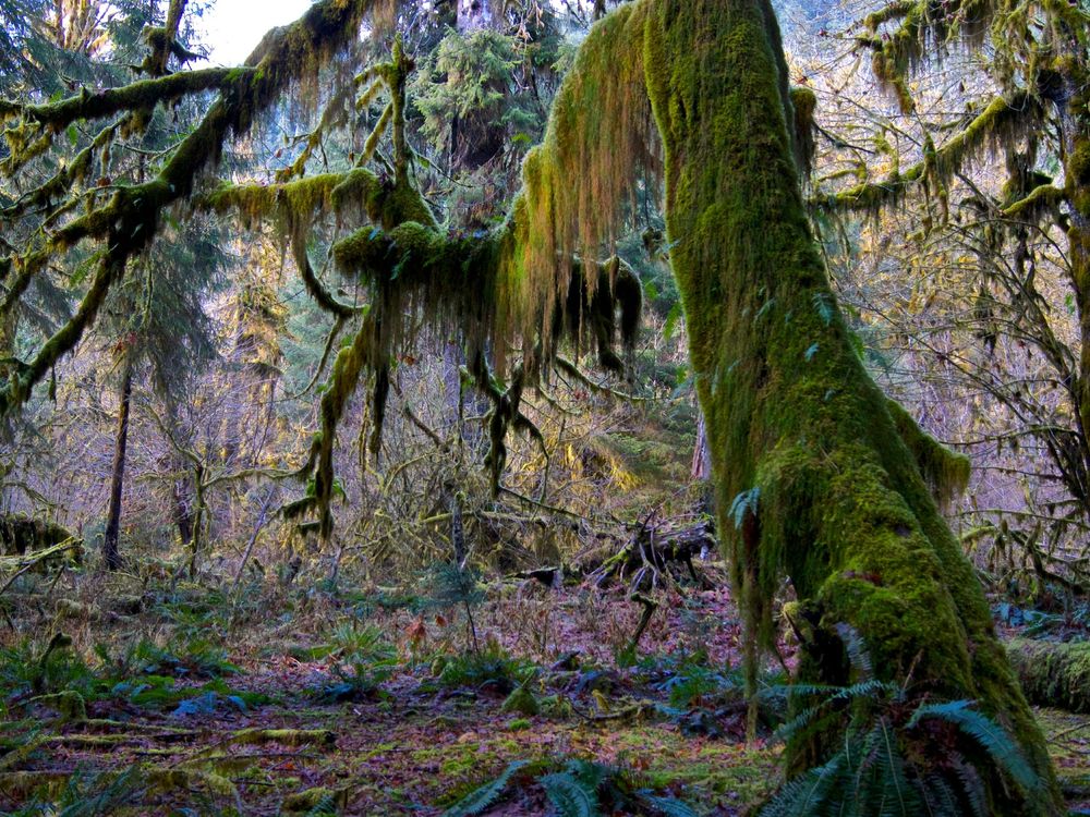 Hoh Rainforest moss