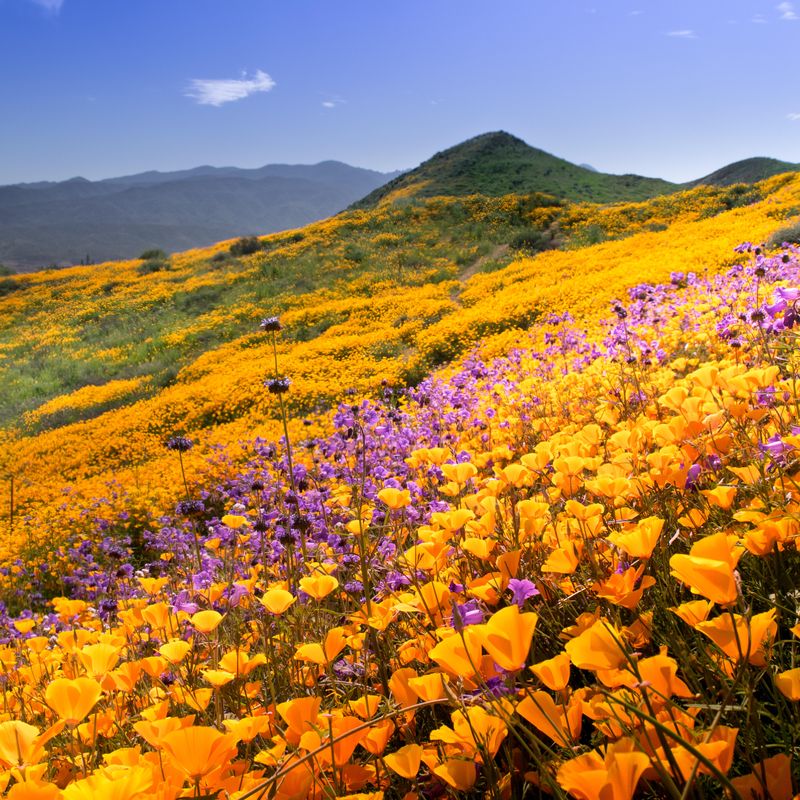 Super Bloom Watch: Will the Rare Desert Wildflower Burst Return in 2019? -  LAmag - Culture, Food, Fashion, News & Los Angeles