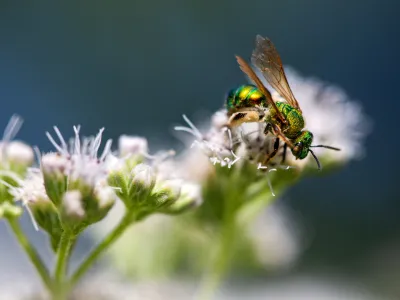 OPENER - A gold-green sweat bee lands on a common boneset flower in Hull, Massachusetts.