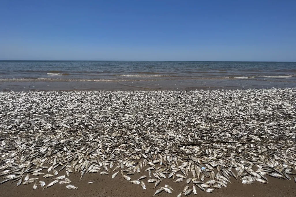 Dead fish on beach