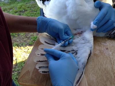A sentinel chicken gets its blood drawn in Charlotte County, Florida.