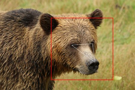 BearID uses characteristics like the distance between a bear's eyes, nose and forehead to match a face to a name.