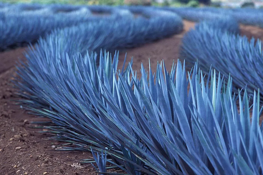 Blue agave