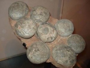 20110520083151dinosaur-eggs-flickr-300x225.jpg