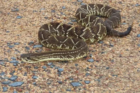The neotropical rattlesnake, Crotalus durissus, inhabits at least 11 South American countries. This species of viper is widespread and thrives in dry climates.