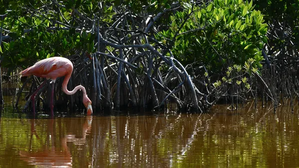 Flamingo in the Mangroves thumbnail