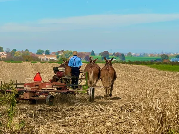 An Amish Farmer in modern society thumbnail