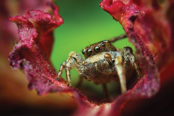 Habronattus cognatus (a species of jumping spider), by Thomas Shahan