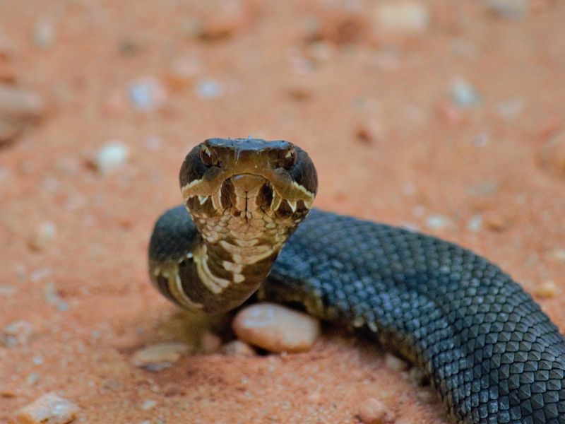 Smile of the Serpent | Smithsonian Photo Contest | Smithsonian Magazine