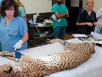 National Zoo researchers (with Ume) are experimenting with cheetah fertility.