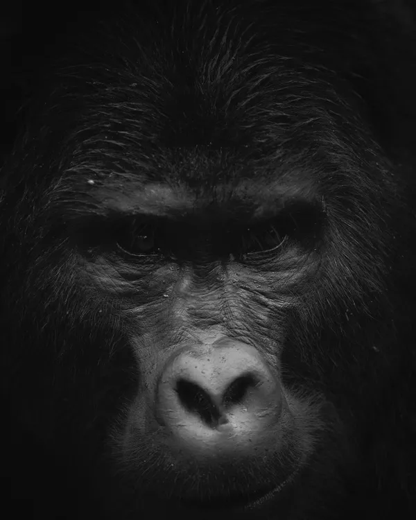 The Father thumbnail