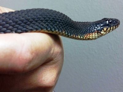 This yellow-bellied watersnake gave birth without male contact in the last eight years.