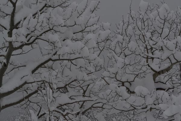 Snow on trees in RMNP thumbnail