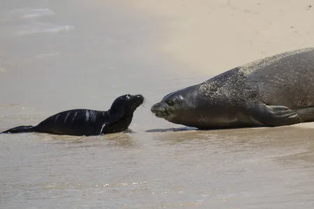 Hawaiian monk seal Kaiwi and her pup lie face-to-face in the sand on Kaimana Beach in Honolulu, Hawaii, on April 20.