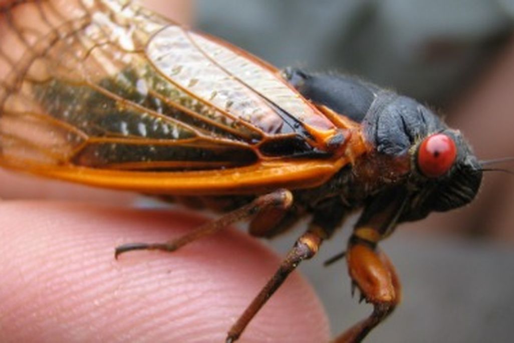 Periodical cicadas