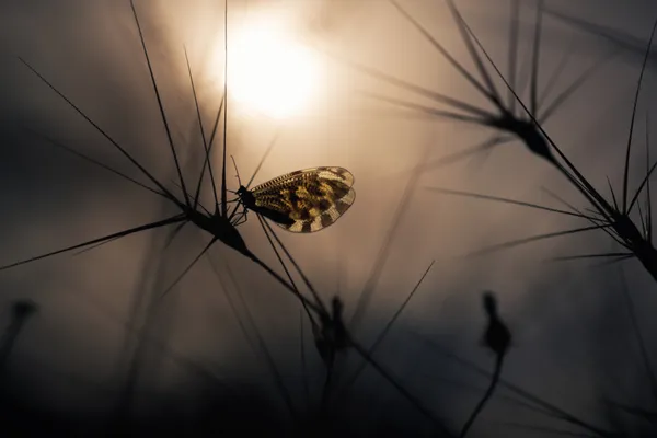 Sunset in fairyland thumbnail