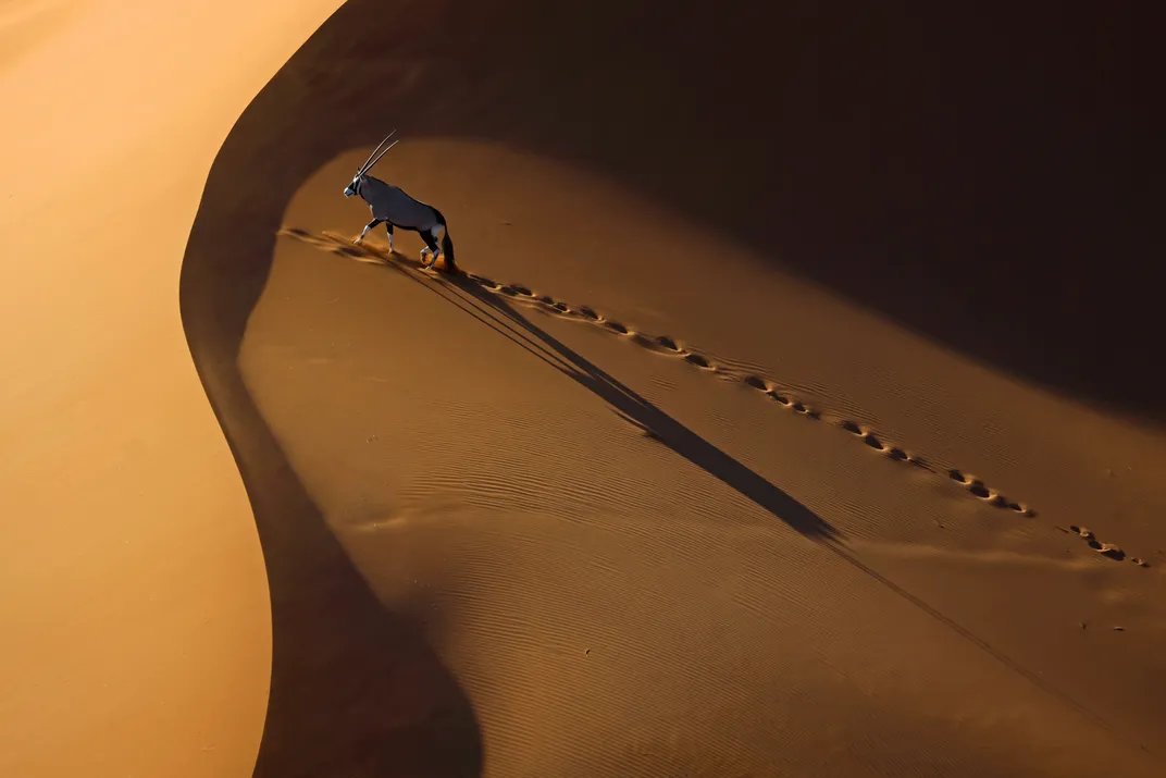 a hoofed creature with horns walks through sand, leaving footprints on the side of a dune that is shaded, moving toward the bright sunlit side
