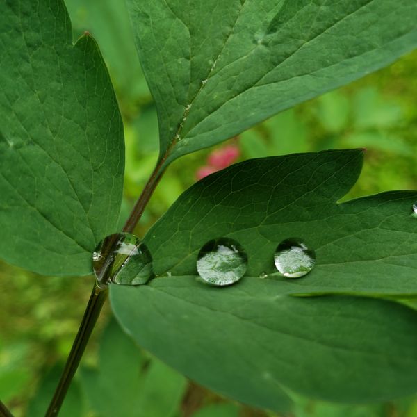Raindrops on Leaves thumbnail