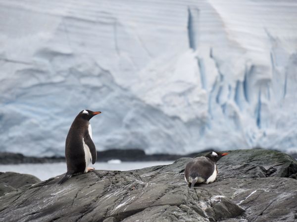 Gentoo penguins; Wilhelmina Bay Antartica February 2023 thumbnail