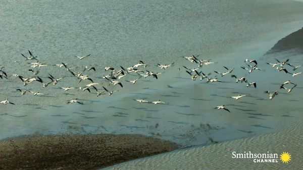Preview thumbnail for Half of All North American Shorebirds Use This Rest Stop