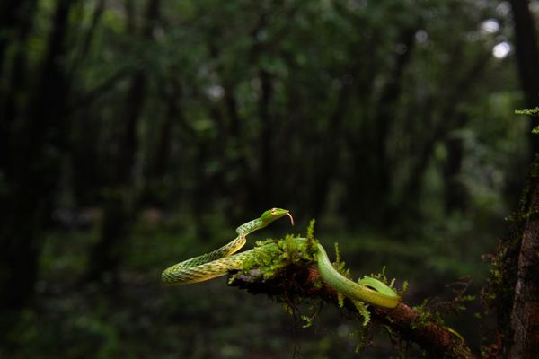 Green vine snake thumbnail