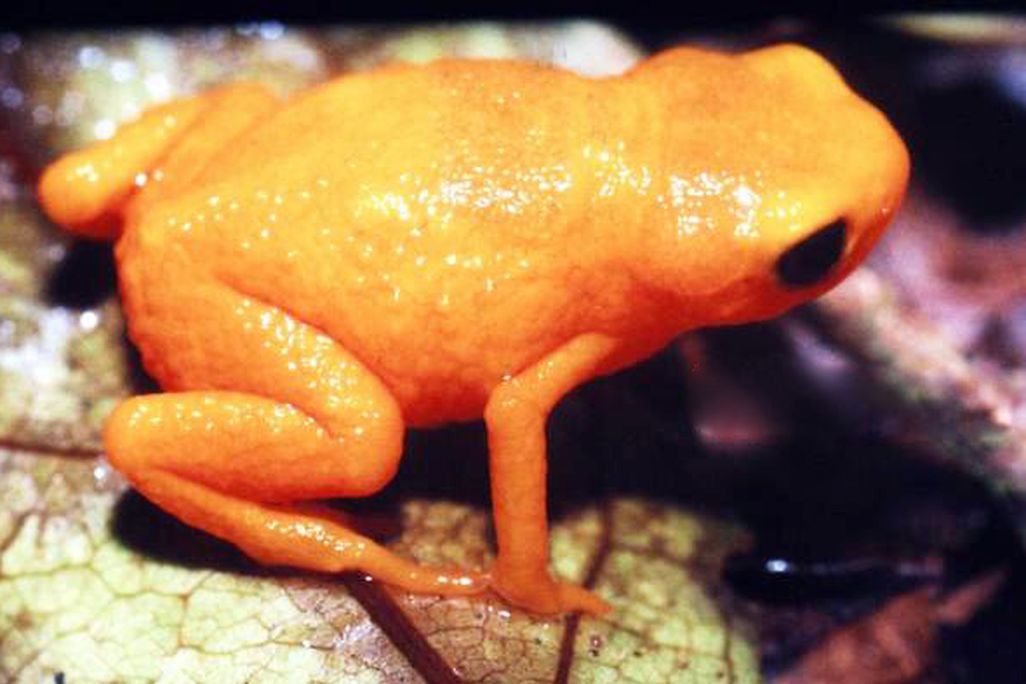 A close-up image of a tiny orange colored frog