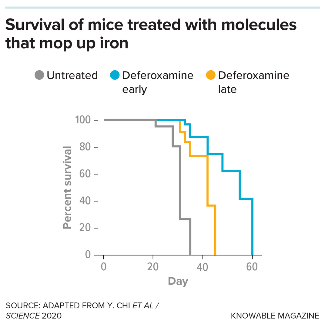 Mice and Iron Survival Graphic