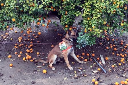 A detector dog named Szaboles, trained to sniff out the bacterial pathogen Candidatus Liberibacter asiaticus in a citrus orchard.
