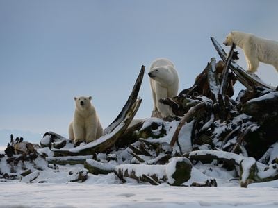 Three polar bears climbing on a snow-covered pile of bowhead whale bones on Barter Island near Kaktovik, Alaska.