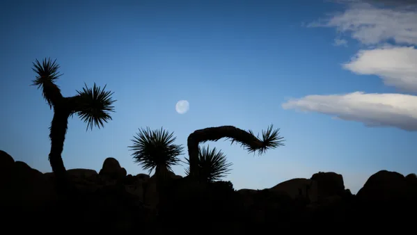 Moonrise Over Joshua Tree thumbnail