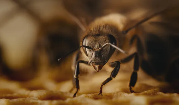 Diary of a Honey Bee.jpg