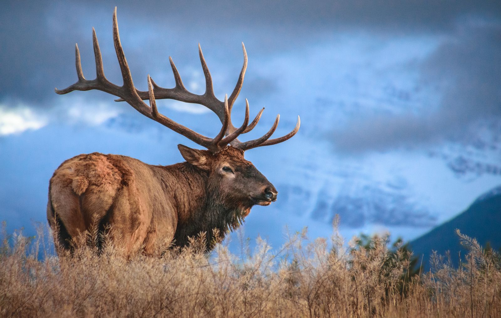 Heading to a National Park? Watch Out for Elk. They Attack People Way More Often Than Bears Do, According to a New Study