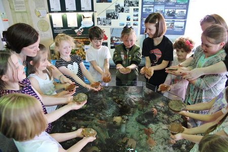 Interactive touchpools in the aquarium.